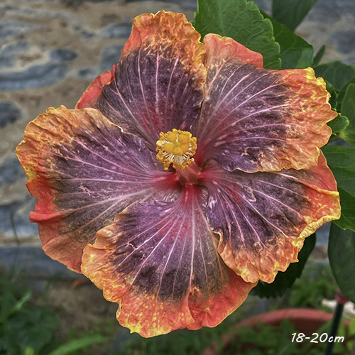 Taiwan Glamour Bloom